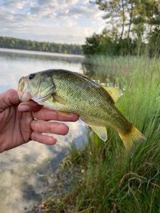 Smallmouth Bass