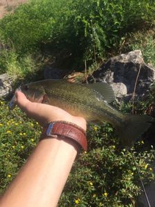 Smallmouth Bass