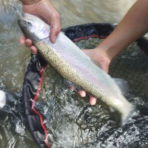 Rainbow Trout