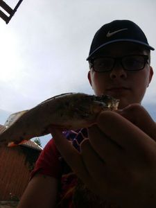 European Perch