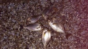 Black Seabream