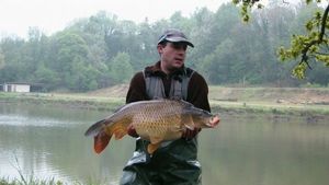 Common Carp