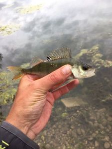 European Perch