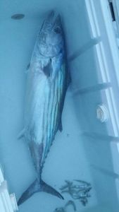 Atlantic Bonito