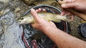 Brown Trout