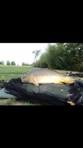 Mirror Carp