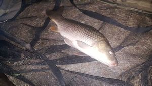 Common Carp