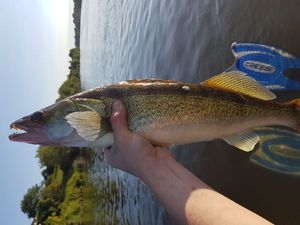 Zander