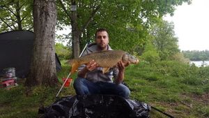 Common Carp