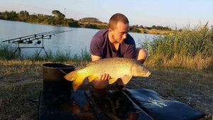 Common Carp