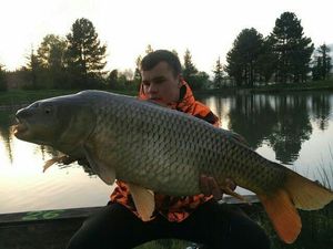 Common Carp