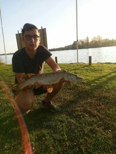 Chain Pickerel
