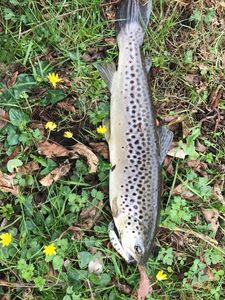 Brown Trout