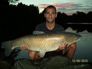 Silver Carp