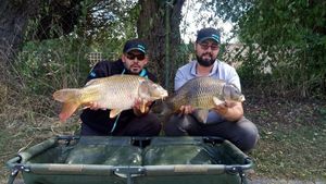 Common Carp