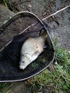 Common Bream
