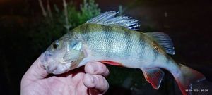 European Perch