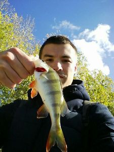 European Perch