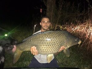 Common Carp