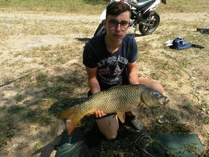 Common Carp
