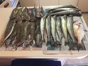 Whiting , Flathead and a snapper