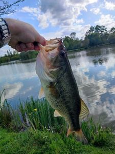 Largemouth Bass
