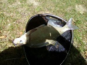 Common Bream