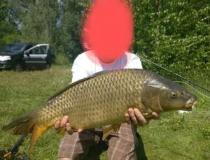 Common Carp
