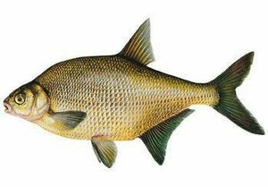 Common Bream
