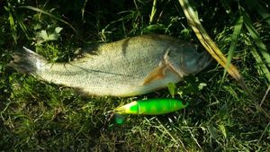 Largemouth Bass