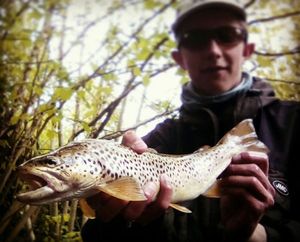 Brown Trout