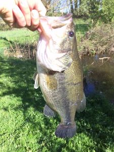 Largemouth Bass