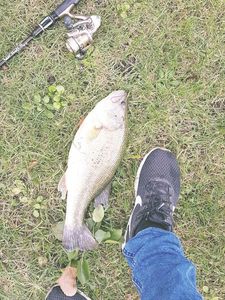 Largemouth Bass