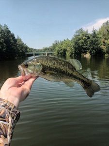 Largemouth Bass