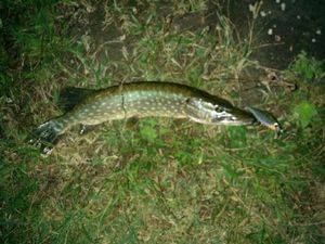 Northern Pike