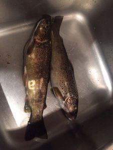 Brown Trout