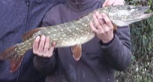 Northern Pike