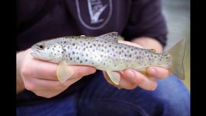 Brown Trout
