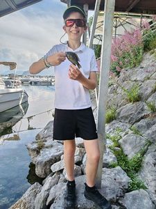 Green Sunfish