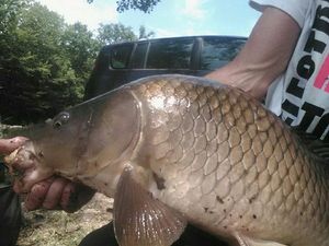 Common Carp