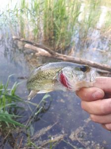 Largemouth Bass