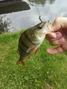 European Perch