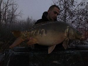 Mirror Carp