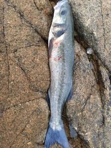 European Bass (Seabass)