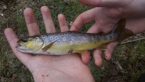 Brown Trout
