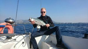 Atlantic Bonito
