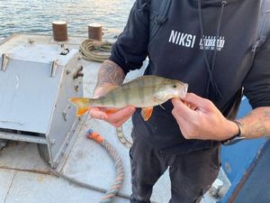 European Perch