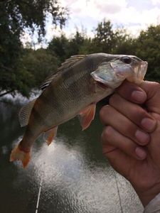 European Perch