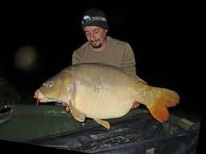 Mirror Carp