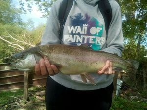 Rainbow Trout